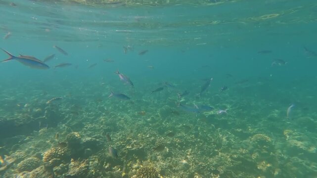 Snorkeling near Dhiffushi on Maldives, group of fusilier fish swimming in clear water