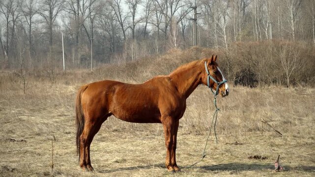 Horse Standing In Dry Grass Field. Stallion Grazing Outdoors