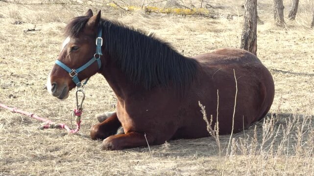 Stallion Resting In Halter On Meadow. Farming And Equestrian Life