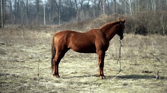 Horse Standing In Dry Grass Field Against Forest Background.  Farming And Equestrian Life