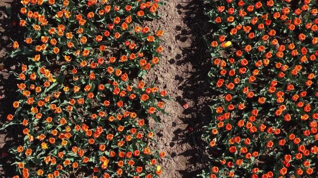 Birds eye view of blooming orange tulip rows in the Netherlands, perfect for patterns and backgrounds
