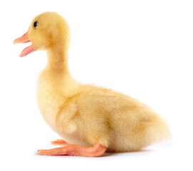 Fototapeta premium Cute fluffy duckling on white background. Baby animal