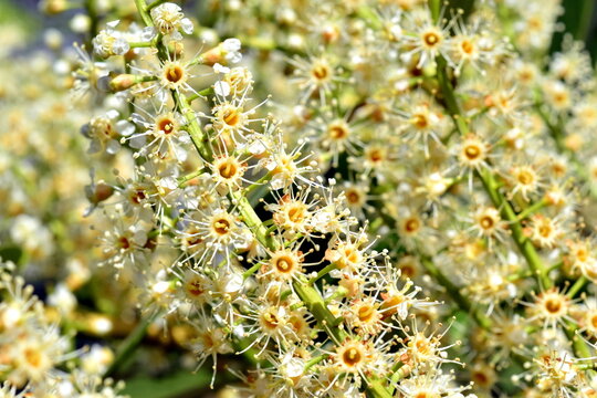 Bl&uuml;hende Kirschloorbeer-Hecke im Fr&uuml;hling