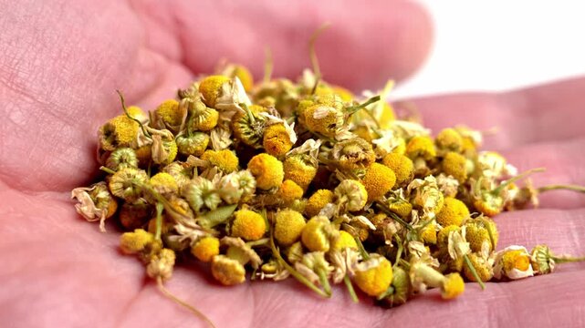 Human palm holding a heap of dried chamomile flowers representing organic herbal medicine. Matricaria chamomilla