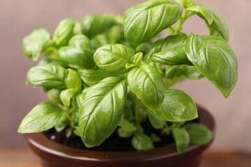 Fototapeta premium Aromatic basil growing in pot against blurred grey background, closeup