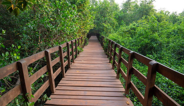 Bridge, mangroves at coast of India, rhizophora mangle red mangrove forest, coastal ecosystem, monsoon and rainforest vegetation, shallow water tree