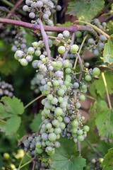 Naklejka premium Grapes affected by oidium (powdery mildew)