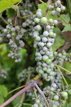 Grapes affected by oidium (powdery mildew)