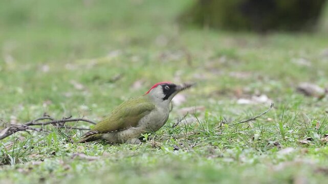Slow motion 4K movie of an european green woodpecker,Picus Viridis, search for food through the dry leaves and fresh green grass on the ground in spring season.