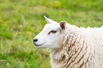 Obraz premium White sheep on a pasture, livestock animal farm, stockbreeding, faming and agriculture in the Netherlands, sheeps on spring meadow 