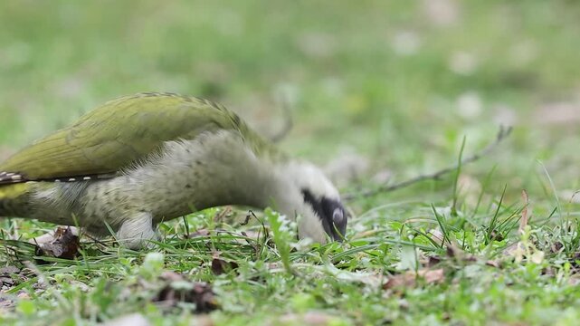 Slow motion 4K movie of an european green woodpecker,Picus Viridis, search for food through the dry leaves and fresh green grass on the ground in spring season.