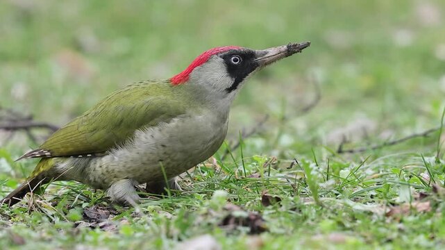 Slow motion 4K movie of an european green woodpecker,Picus Viridis, search for food through the dry leaves and fresh green grass on the ground in spring season.