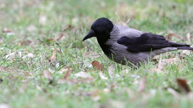 Slow motion 4K movie of an Hooded crow, Corvus cornix look very carefully and searching food through the dry leaves and fresh green grass on the ground in spring season.