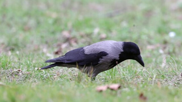 Slow motion 4K movie of an Hooded crow, Corvus cornix look very carefully and searching food through the dry leaves and fresh green grass on the ground in spring season.
