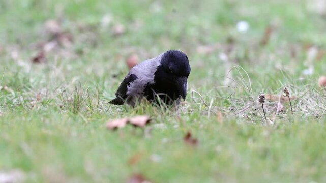 Slow motion 4K movie of an Hooded crow, Corvus cornix look very carefully and searching food through the dry leaves and fresh green grass on the ground in spring season.