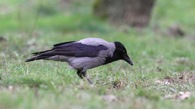 Slow motion 4K movie of an Hooded crow, Corvus cornix look very carefully and searching food through the dry leaves and fresh green grass on the ground in spring season.