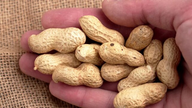 Roasted organic peanuts in shells on a human palm in close up. Natural nutritious food. Farm products on rough sackcloth