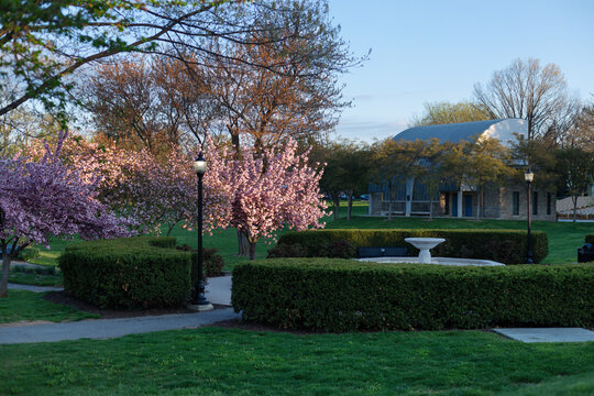 Scenic early morning view of the Baker Park Bandshell and a classic white fountain surrounded by pink spring blossoms in Frederick, Maryland.