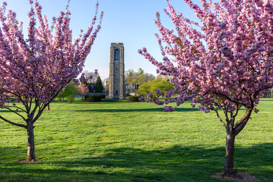 The historic Joseph Dill Baker Carillon in Baker Park, Frederick, Maryland, beautifully framed by pink cherry blossoms on a peaceful spring morning.