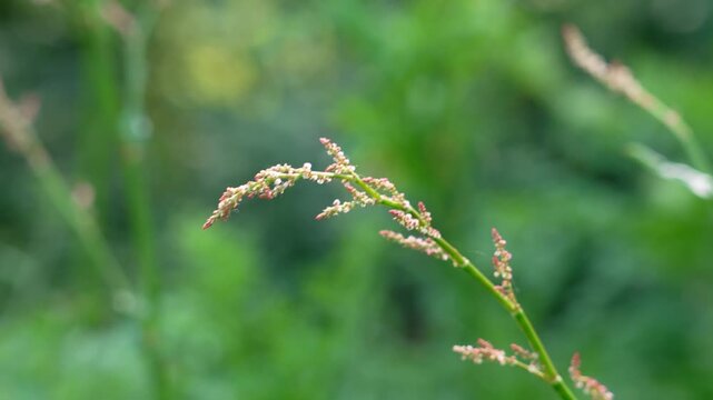 Close-up of reddish Rumex acetosa (Common Sorrel) inflorescence on flowering stalk in a summer field