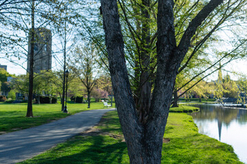 Naklejka premium Peaceful early morning view of Culler Lake in Baker Park, Frederick, Maryland, with a tree in the foreground and the historic carillon tower reflecting in the water.