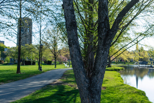 Peaceful early morning view of Culler Lake in Baker Park, Frederick, Maryland, with a tree in the foreground and the historic carillon tower reflecting in the water.