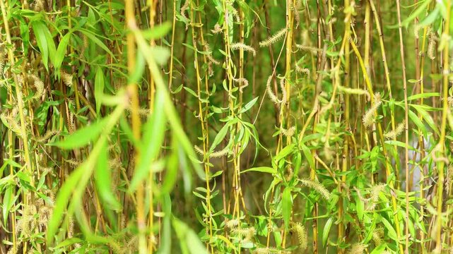 Close up of Laburnum Golden Rain flowers waving in the wind with soft sunlight 