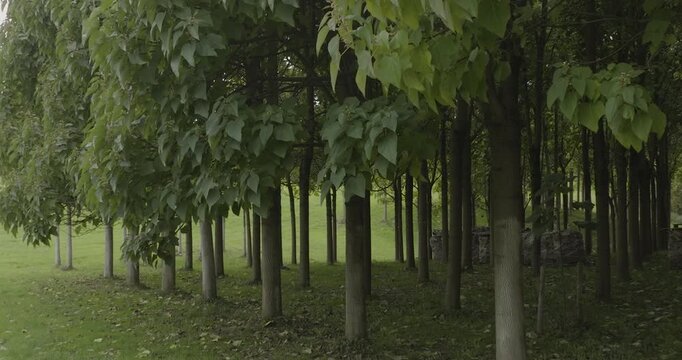 Row of young deciduous trees with green foliage on a grassy field in a park during daytime