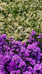 Obraz premium flowers in the garden