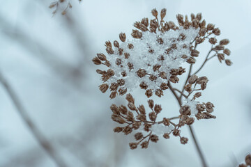 Macro photography of dried achillea inflorescence covered with fresh winter snow © Дмитро Ганжеєв