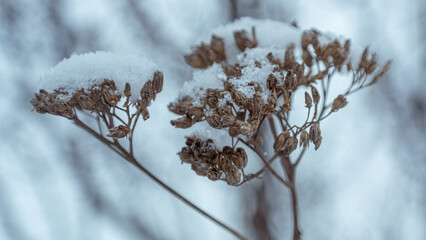 Delicate brown seed heads enduring harsh frost in a cold white landscape © Дмитро Ганжеєв