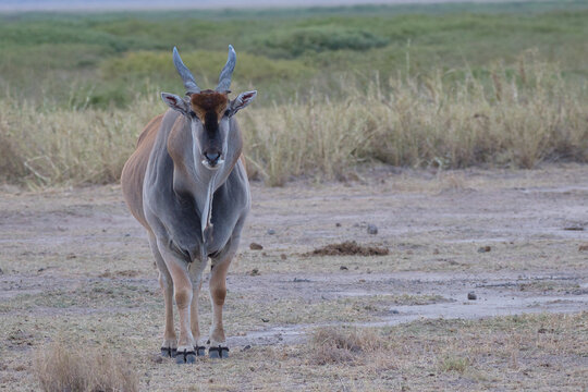 The common eland, Taurotragus oryx, is also known as the southern eland or eland antelope.