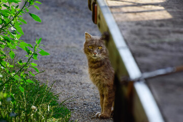 Obraz premium cat