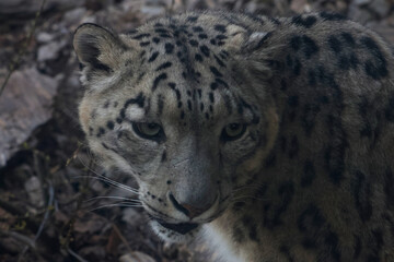 Fototapeta premium Majestic Snow Leopard in Natural Habitat: Wildlife Conservation and Nature Photography