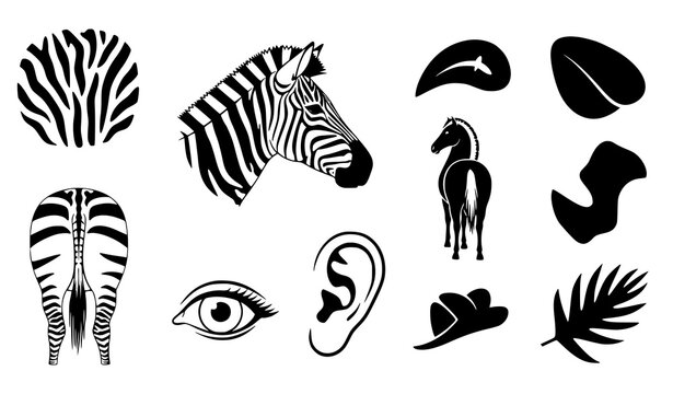 Black white zebra icon set vector animal pattern horse silhouette design