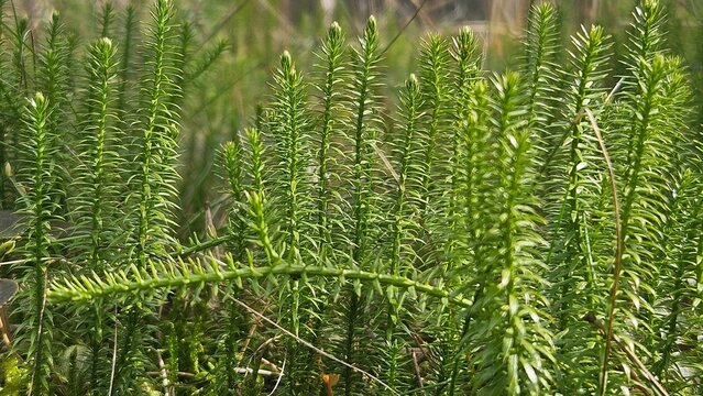 Clubmoss Lycopodium clavatum macro green forest plant natural background
