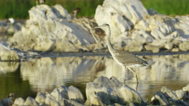 The grey heron (Ardea cinerea) is a bird that lives in temperate parts of Europe, Asia and also parts of Africa