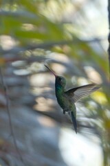 aves mexicanas © juanalava