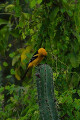 aves mexicanas © juanalava