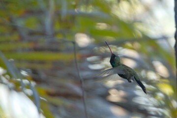 aves mexicanas © juanalava