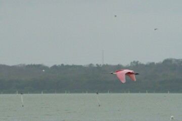 aves mexicanas © juanalava