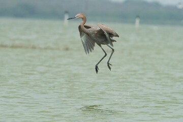 aves mexicanas © juanalava