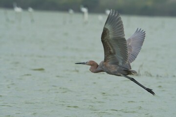 aves mexicanas © juanalava