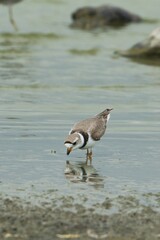 aves mexicanas © juanalava