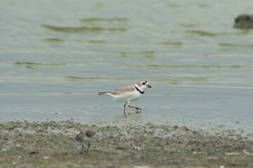 aves mexicanas © juanalava