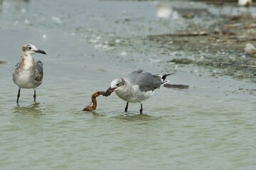 aves mexicanas © juanalava