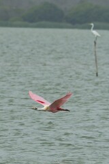 aves mexicanas © juanalava