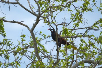 aves mexicanas © juanalava