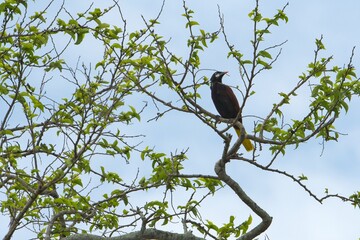 aves mexicanas © juanalava