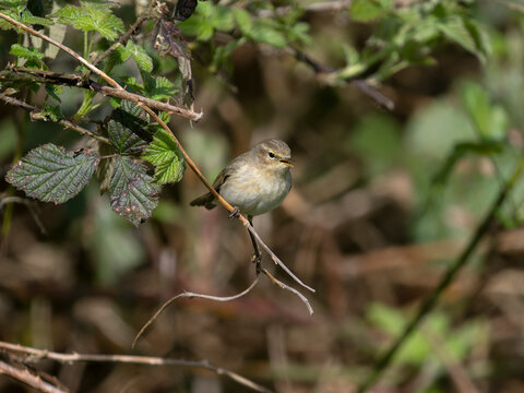 Chiffchaff, Phylloscopus collybita